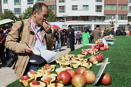 第二届苹果节：专家评选“苹果王子”1任惠摄.jpg